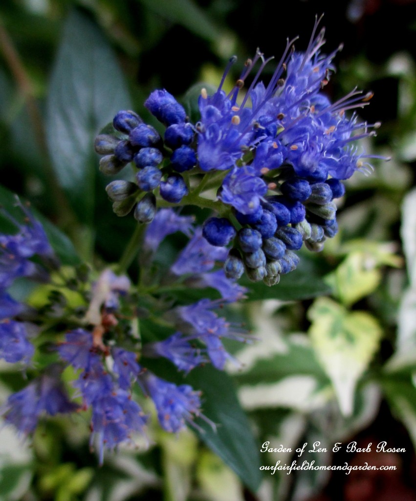 Caryopteris "Longwood Blue" https://lolajack-global.jp.net/garden-walk-early-fall-garden/