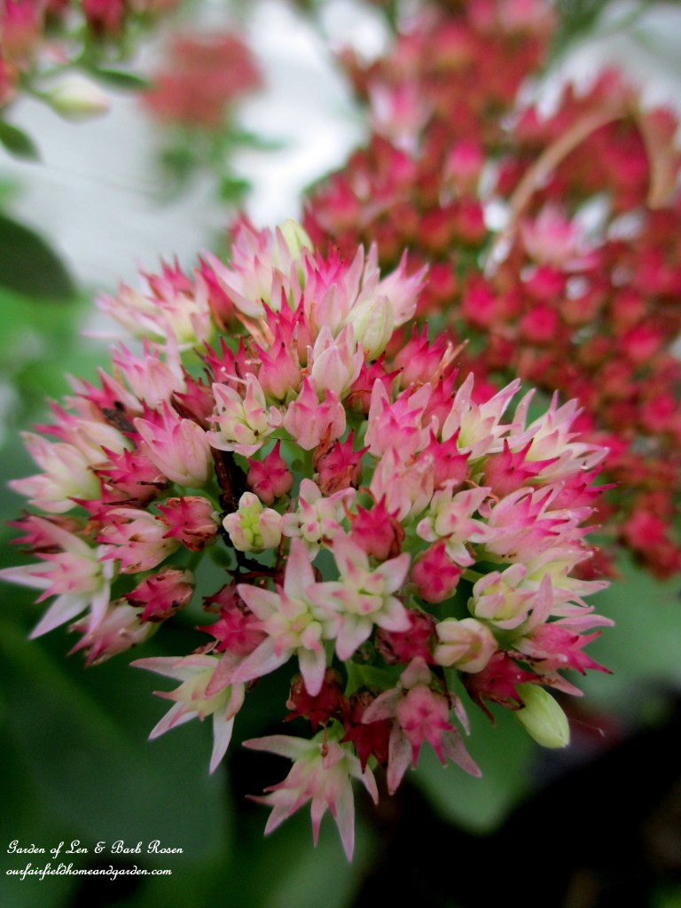 Blooming Sedum https://lolajack-global.jp.net/garden-walk-early-fall-garden/