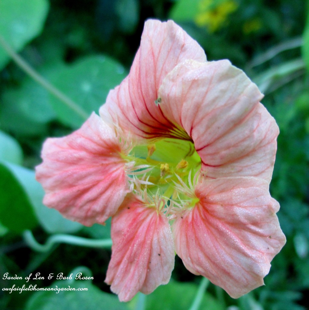 Nasturtium https://lolajack-global.jp.net/garden-walk-early-fall-garden/