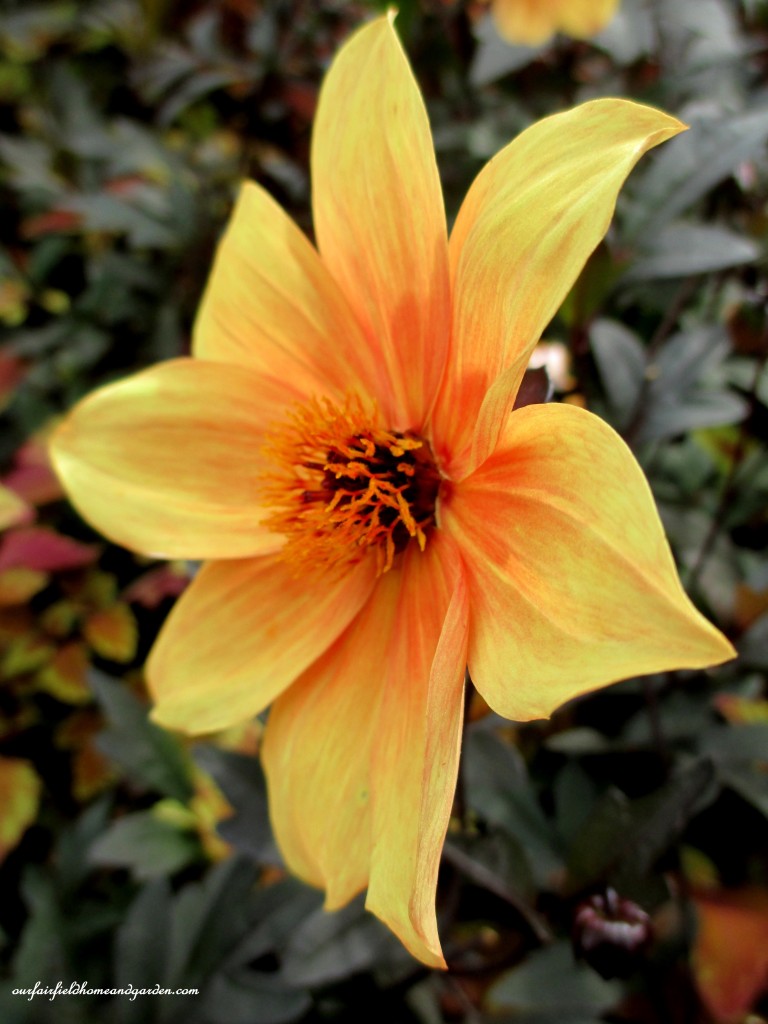 dahlia