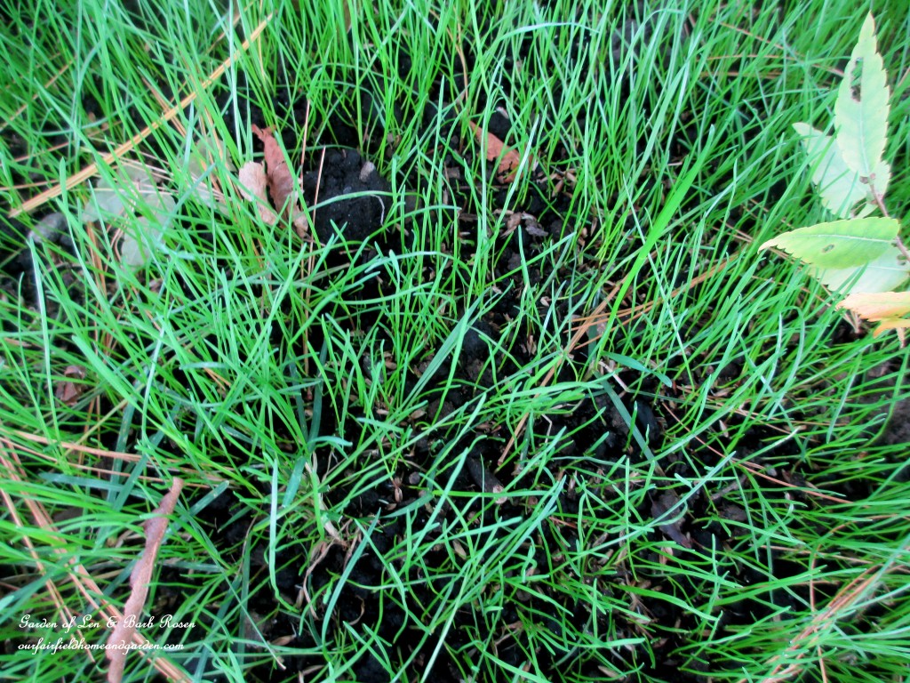 reseed grass in fall https://lolajack-global.jp.net/diy-tucking-the-garden-in-for-the-winter-at-our-fairfield-home-garden/