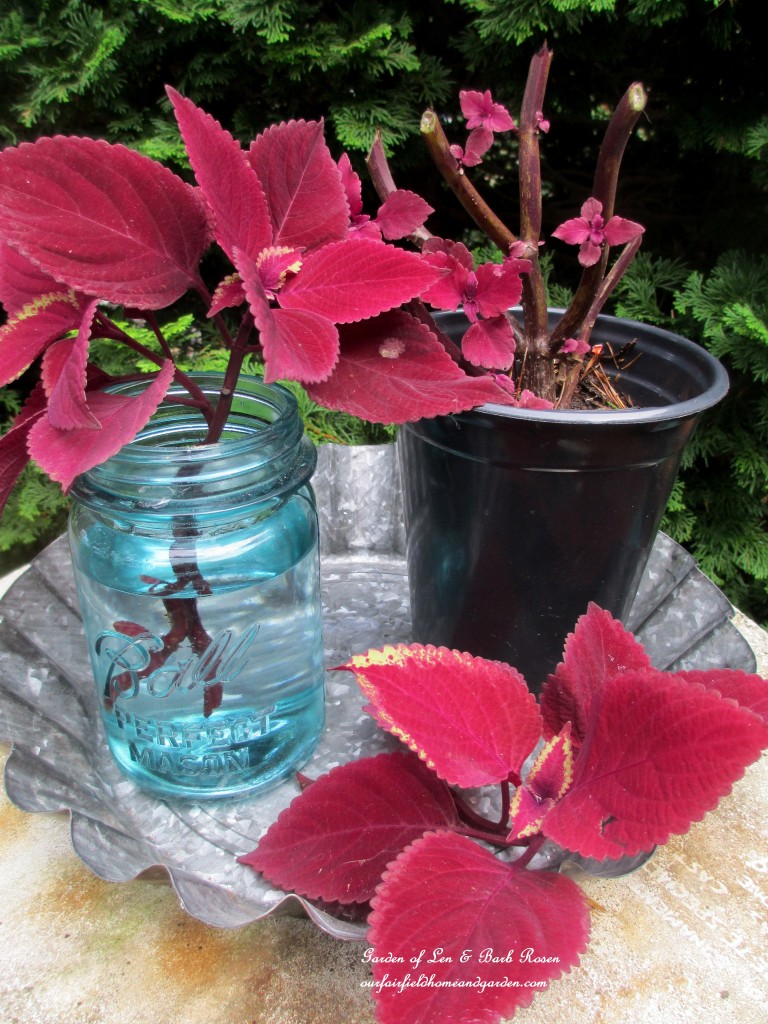take coleus cuttings https://lolajack-global.jp.net/diy-tucking-the-garden-in-for-the-winter-at-our-fairfield-home-garden/