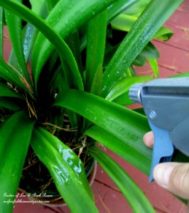spray plants liberally outside https://lolajack-global.jp.net/diy-tucking-the-garden-in-for-the-winter-at-our-fairfield-home-garden/
