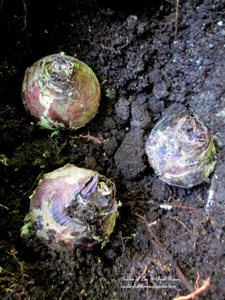 time to plant bulbs https://lolajack-global.jp.net/diy-tucking-the-garden-in-for-the-winter-at-our-fairfield-home-garden/