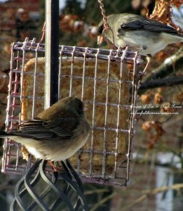 suet feeder  https://lolajack-global.jp.net/its-time-to-feed-the-birds/
