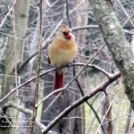 female cardinal  https://lolajack-global.jp.net/its-time-to-feed-the-birds/