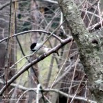 chickadee  https://lolajack-global.jp.net/its-time-to-feed-the-birds/