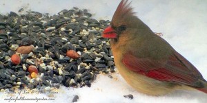 female cardinal feeding  https://lolajack-global.jp.net/its-time-to-feed-the-birds/