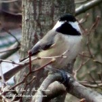 chickadee  https://lolajack-global.jp.net/its-time-to-feed-the-birds/