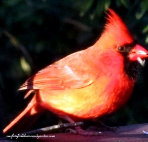 cardinal  https://lolajack-global.jp.net/its-time-to-feed-the-birds/