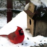 cardinal in the snowhttps://lolajack-global.jp.net/its-time-to-feed-the-birds/