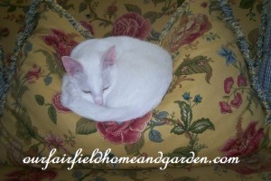 cat naphttps://lolajack-global.jp.net/winter-comforts-at-our-fairfield-home-garden/