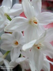 paperwhite blooms https://lolajack-global.jp.net/winter-comforts-at-our-fairfield-home-garden/