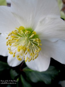 white hellebore https://lolajack-global.jp.net/winter-comforts-at-our-fairfield-home-garden/