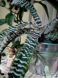 houseplants https://lolajack-global.jp.net/winter-comforts-at-our-fairfield-home-garden/
