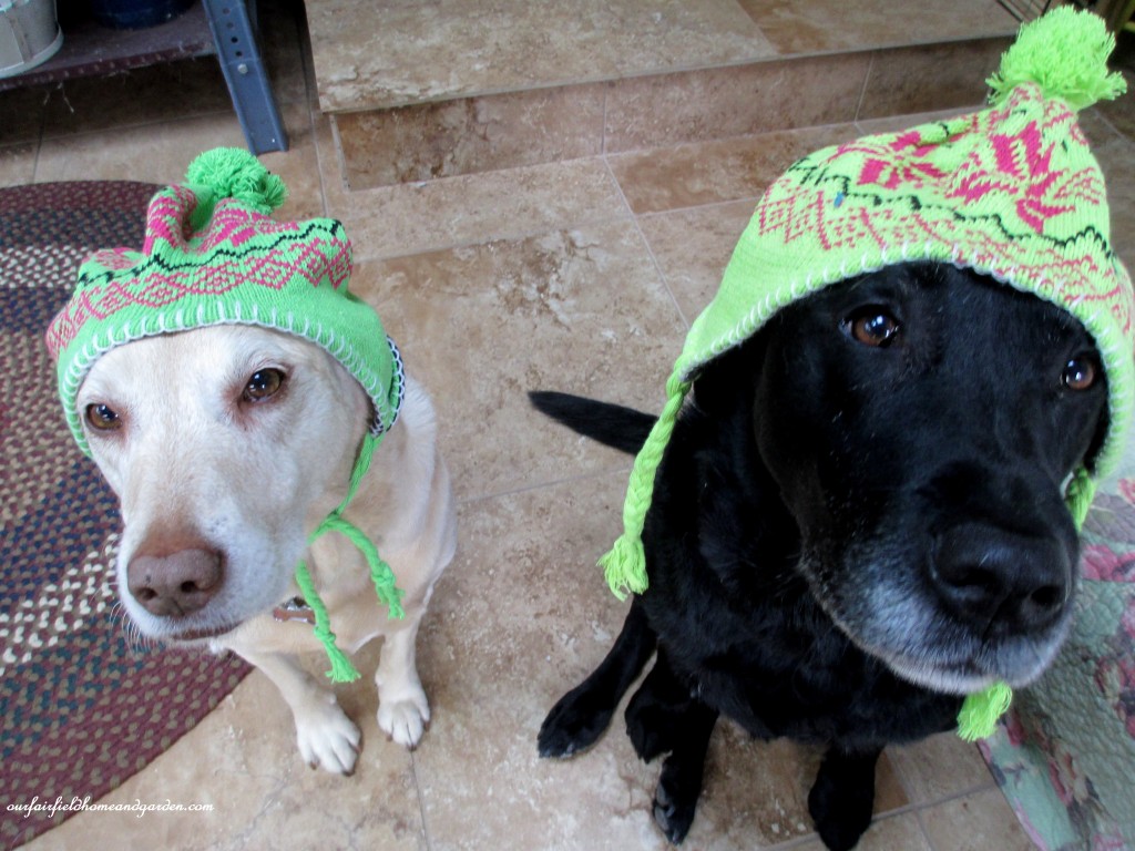 labs in winter https://lolajack-global.jp.net/winter-comforts-at-our-fairfield-home-garden/