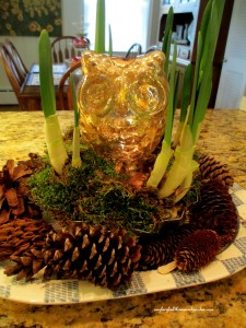 forcing bulbs https://lolajack-global.jp.net/winter-comforts-at-our-fairfield-home-garden/