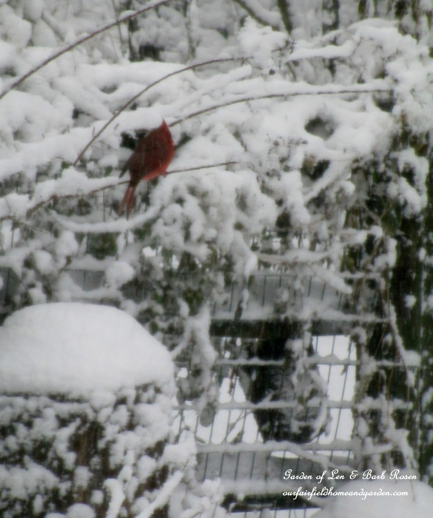 Cardinal in the snow https://lolajack-global.jp.net/winter-birds-our-fairfield-home-garden/