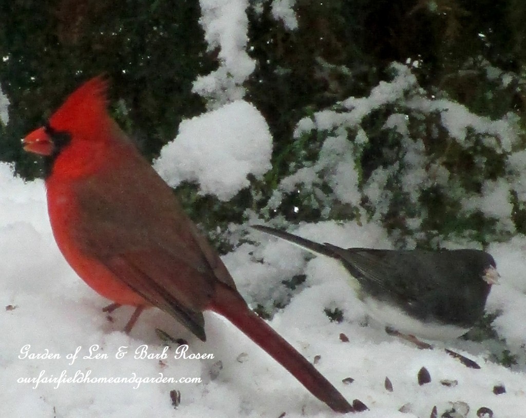 Male Cardinal & Junco https://lolajack-global.jp.net/winter-birds-our-fairfield-home-garden/
