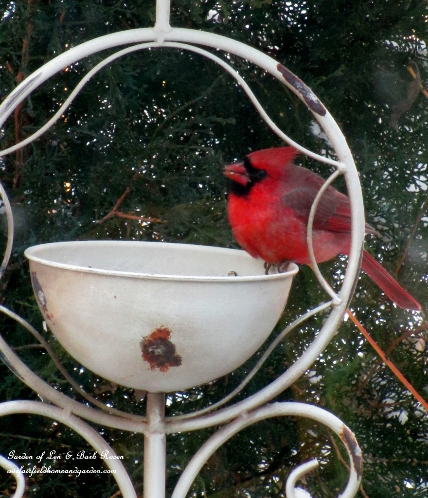 winter cardinal https://lolajack-global.jp.net/winter-birds-our-fairfield-home-garden/