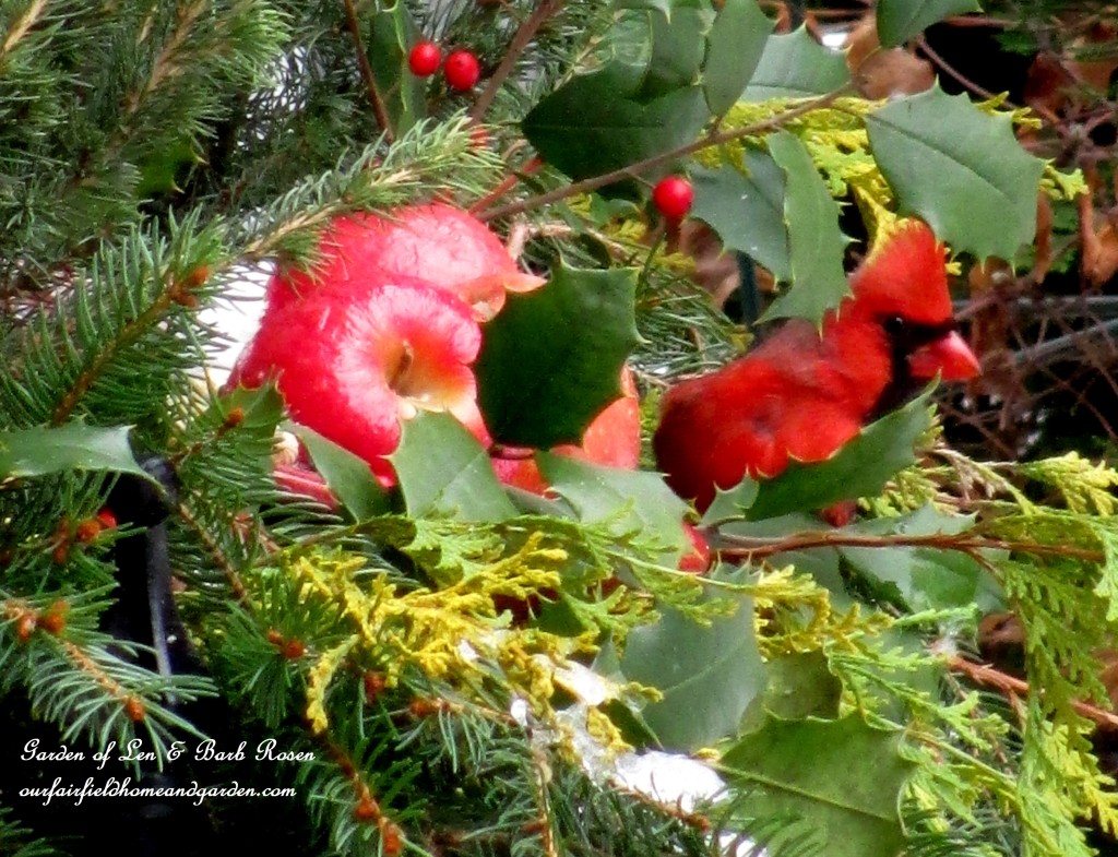 winter cardinal https://lolajack-global.jp.net/winter-birds-our-fairfield-home-garden/