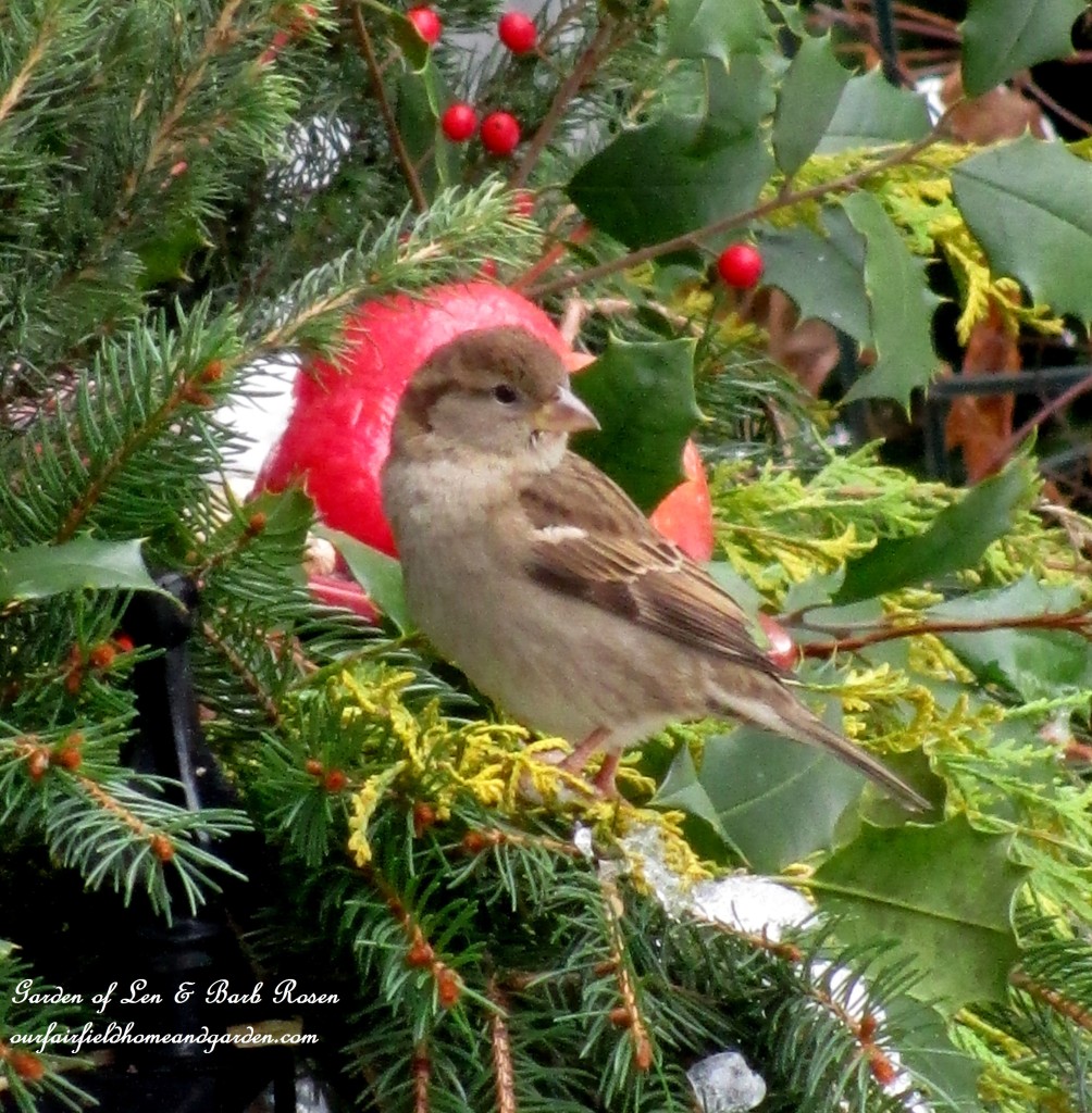 feeding House Sparrow https://lolajack-global.jp.net/winter-birds-our-fairfield-home-garden/