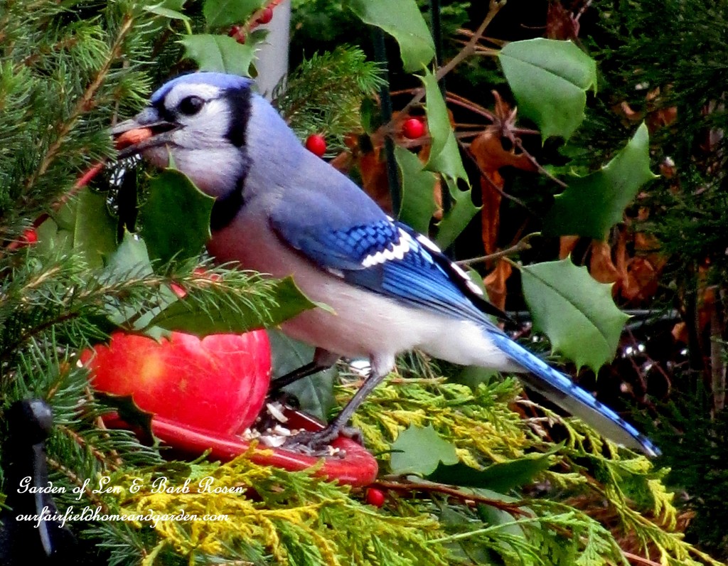 Blue Jay eating a peanut https://lolajack-global.jp.net/winter-birds-our-fairfield-home-garden/