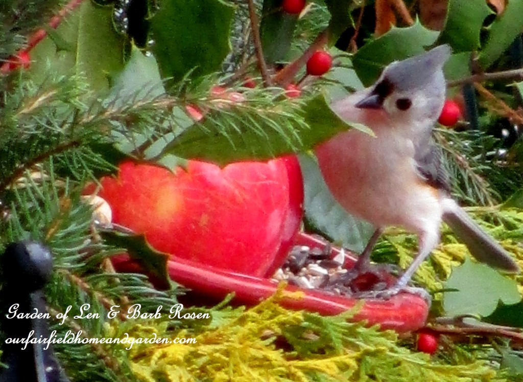 Tufted Titmouse having breakfast https://lolajack-global.jp.net/winter-birds-our-fairfield-home-garden/