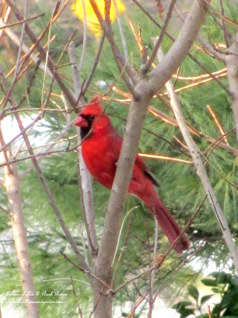 Cardinal waiting for the feeder https://lolajack-global.jp.net/winter-birds-our-fairfield-home-garden/