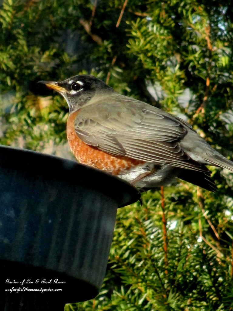 American Robin getting a drink https://lolajack-global.jp.net/winter-birds-our-fairfield-home-garden/