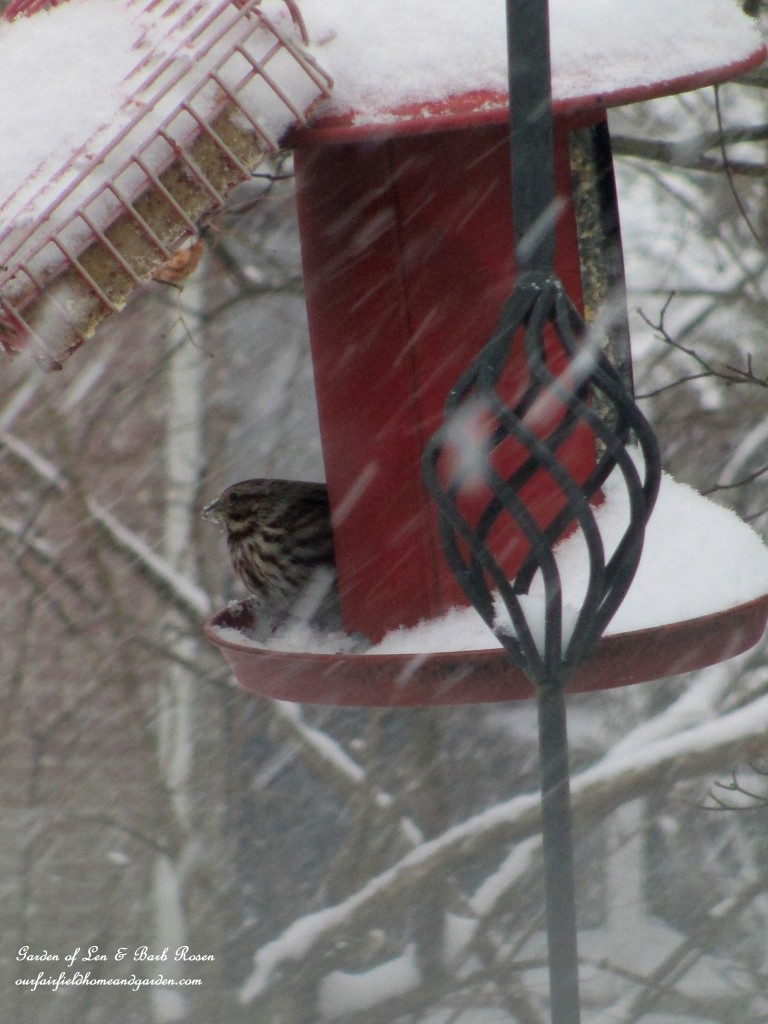birdfeeder during a snow https://lolajack-global.jp.net/winter-birds-our-fairfield-home-garden/