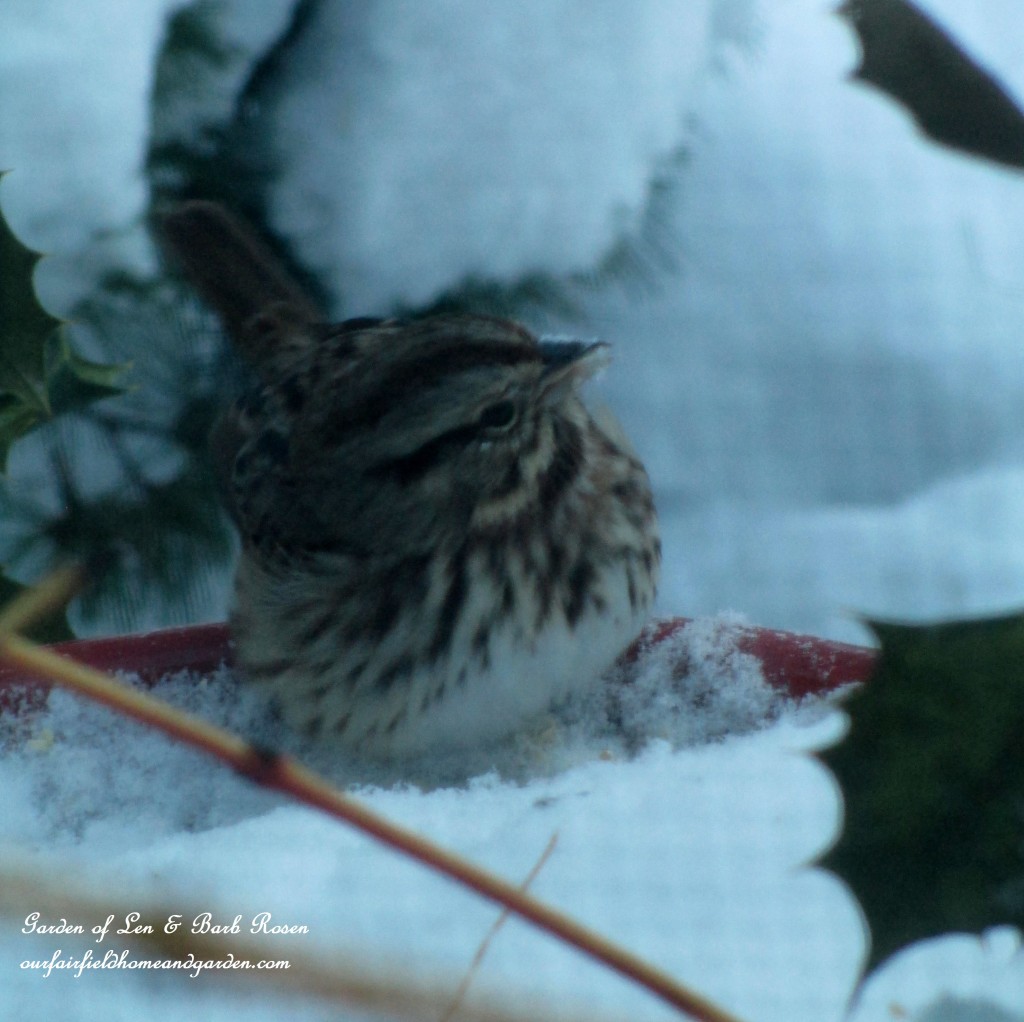 snowy dinner https://lolajack-global.jp.net/winter-birds-our-fairfield-home-garden/