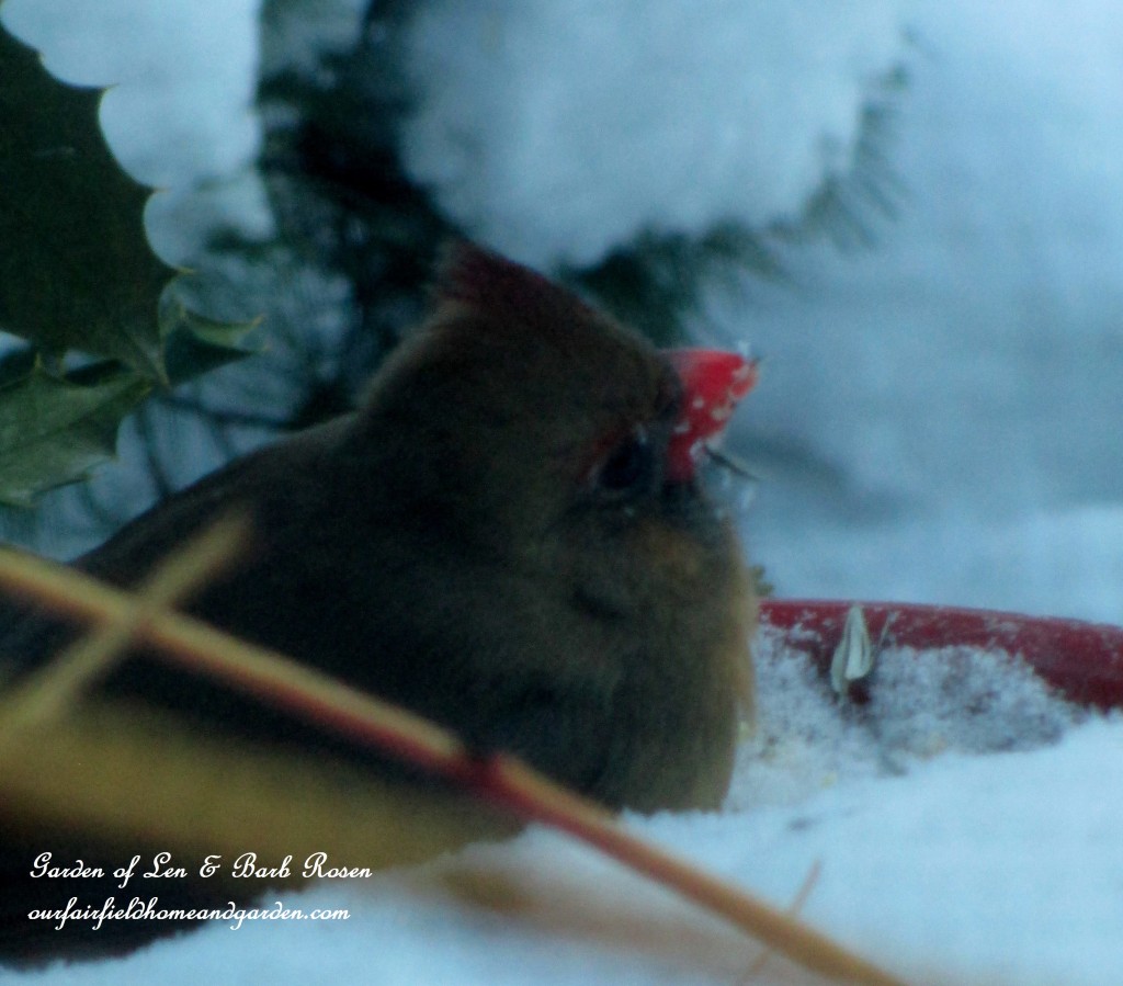 Female Cardinal https://lolajack-global.jp.net/winter-birds-our-fairfield-home-garden/