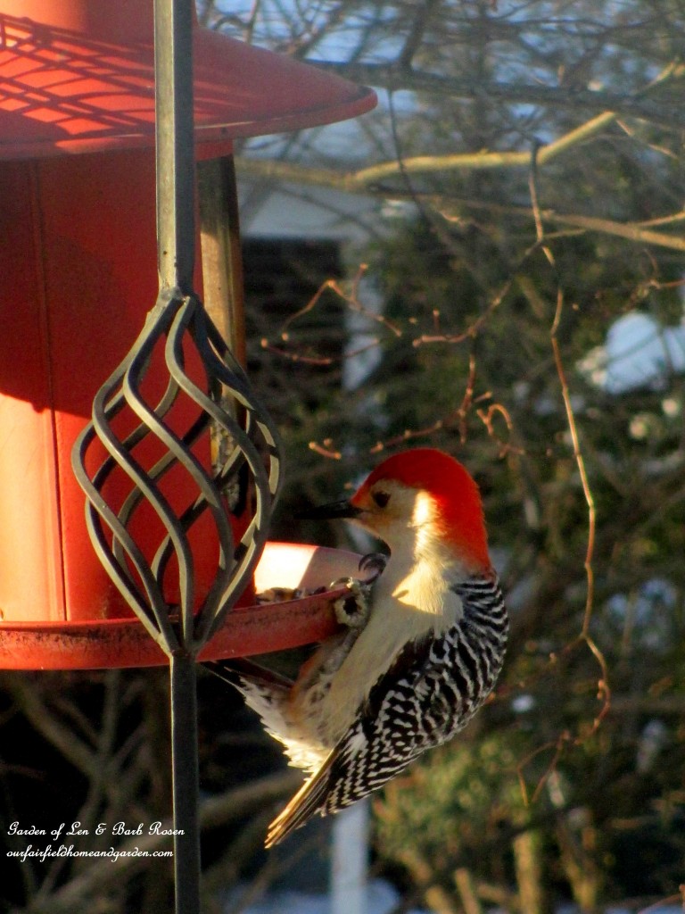 Red-Bellied Woodpecker https://lolajack-global.jp.net/winter-birds-our-fairfield-home-garden/