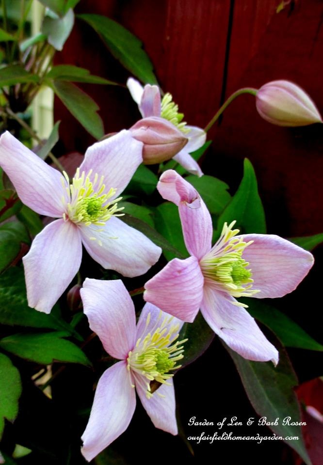 Montana Rubens Clematis https://lolajack-global.jp.net/spring-fever/