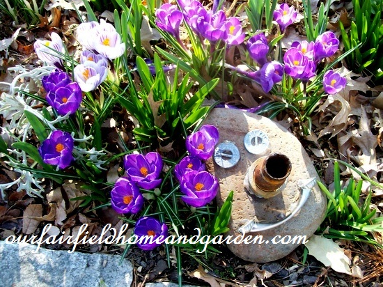 crocus & garden art https://lolajack-global.jp.net/spring-fever/