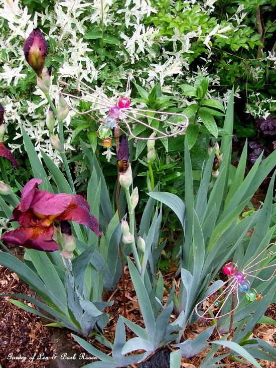 Burgundy Iris https://lolajack-global.jp.net/spring-fever/
