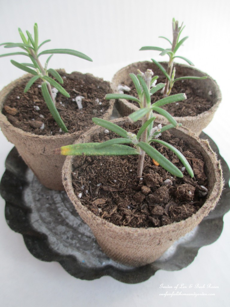 rosemary cuttings https://lolajack-global.jp.net/an-ode-to-rosemary-my-favorite-herb/