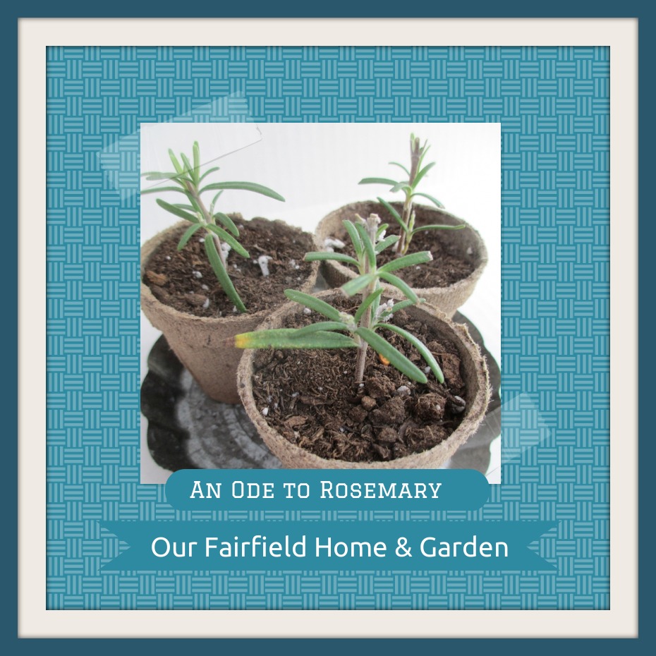 Rosemary https://lolajack-global.jp.net/an-ode-to-rosemary-my-favorite-herb/