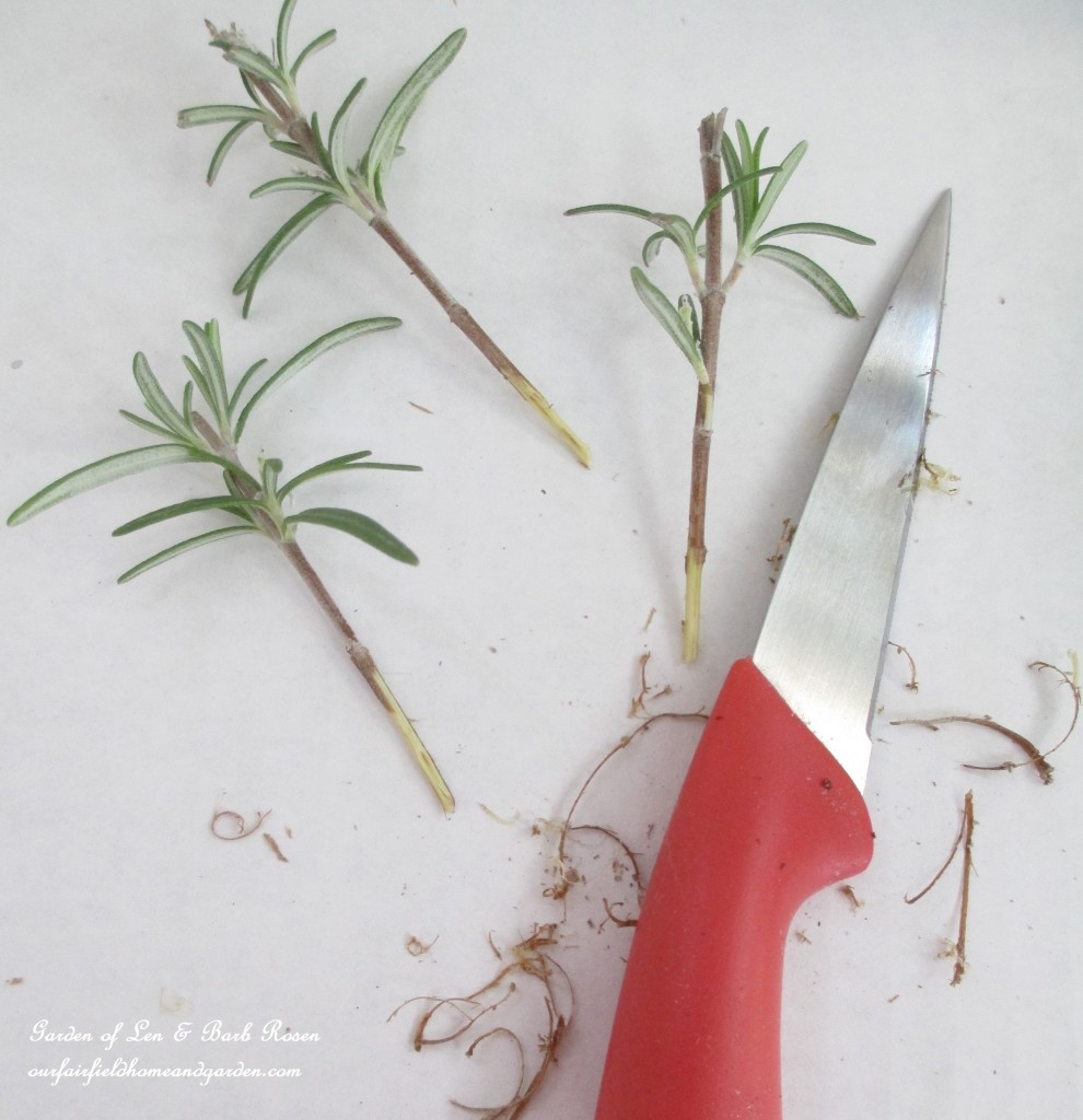 rosemary cuttings https://lolajack-global.jp.net/an-ode-to-rosemary-my-favorite-herb/