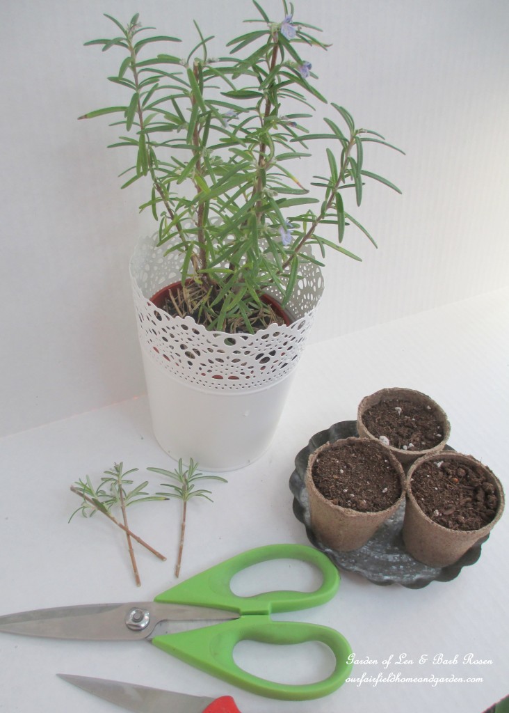 propagating rosemary https://lolajack-global.jp.net/an-ode-to-rosemary-my-favorite-herb/