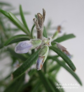 Rosemary https://lolajack-global.jp.net/an-ode-to-rosemary-my-favorite-herb/