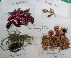 save seeds https://lolajack-global.jp.net/diy-seed-saving-101/