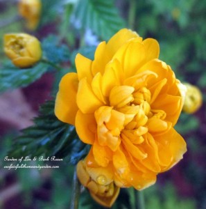 Spring Blooms https://lolajack-global.jp.net/april-18th-whats-blooming-today/