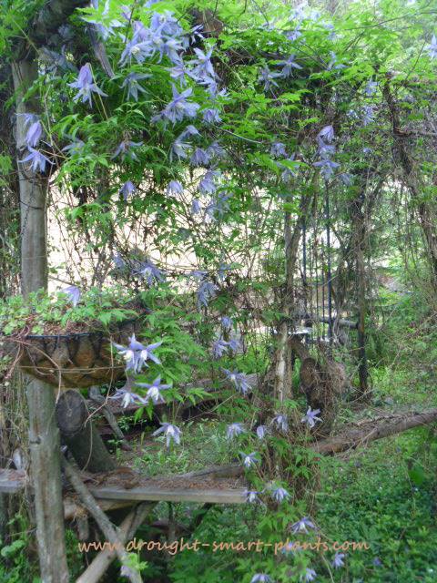 clematis http://www.drought-smart-plants.com/clematis-species.html#axzz2zcQLKxkA
