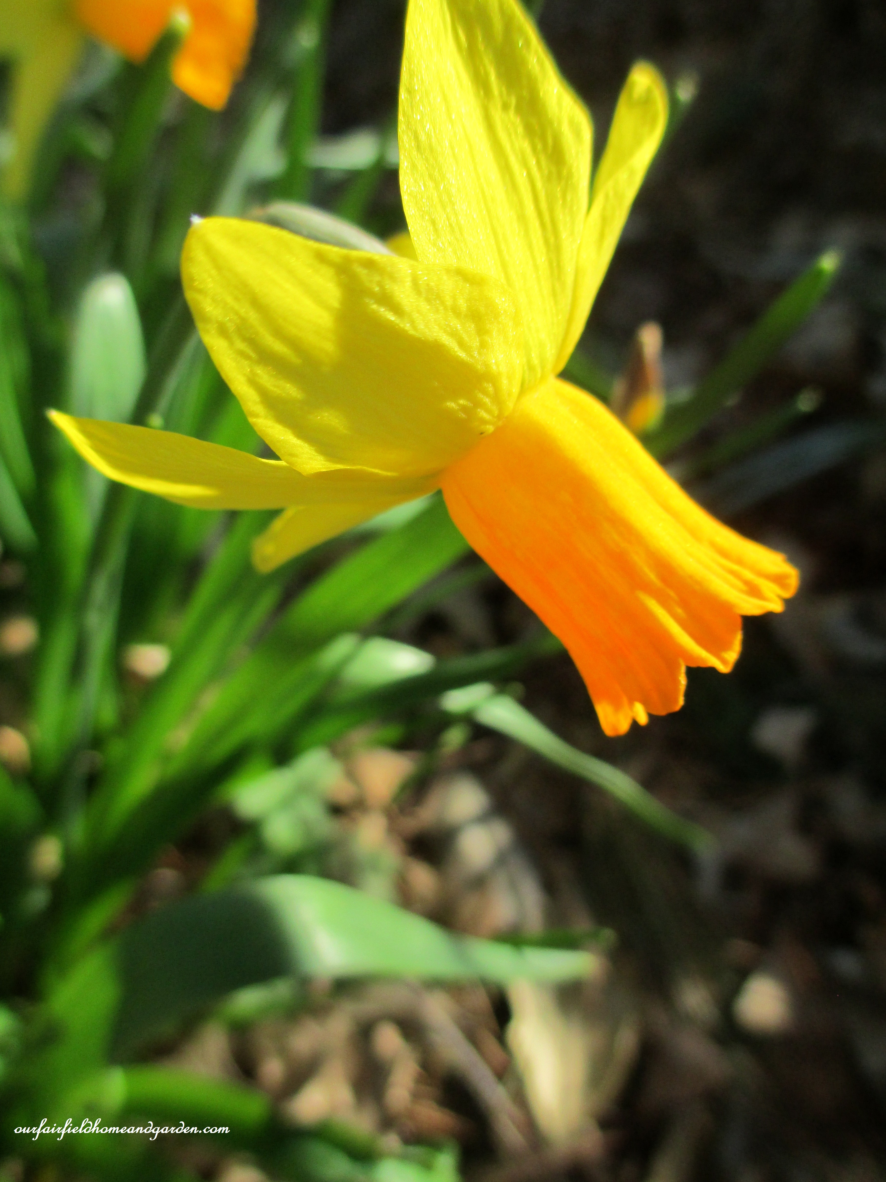 narcissus https://lolajack-global.jp.net/signs-of-spring-at-our-fairfield-home-garden/