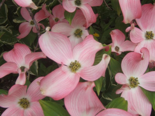 dogwood http://sensiblegardening.com/six-beautiful-flowering-spring-trees-and-bushes/