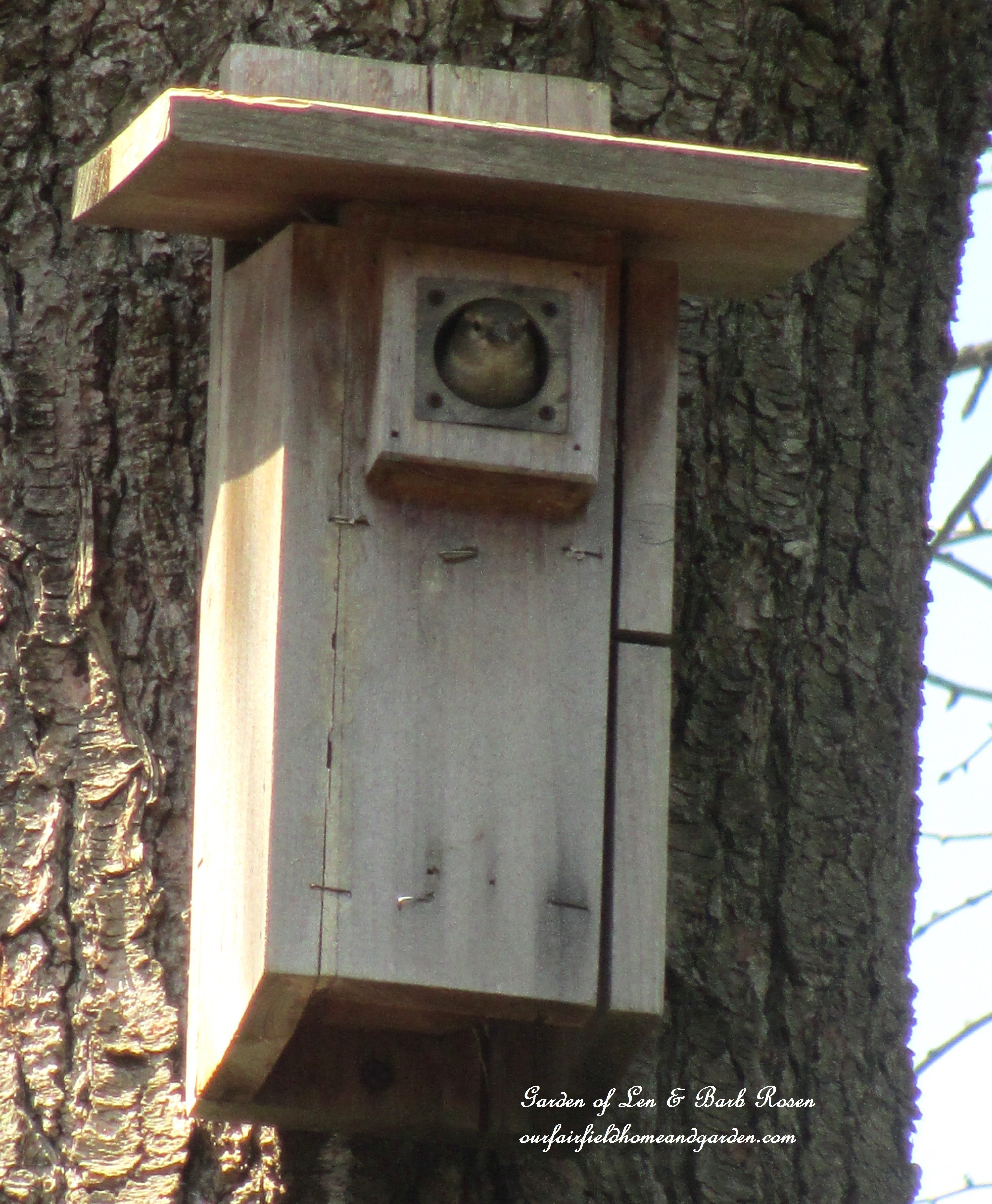 nesting bird https://lolajack-global.jp.net/signs-of-spring-at-our-fairfield-home-garden/