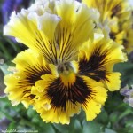 pansy https://lolajack-global.jp.net/signs-of-spring-at-our-fairfield-home-garden/