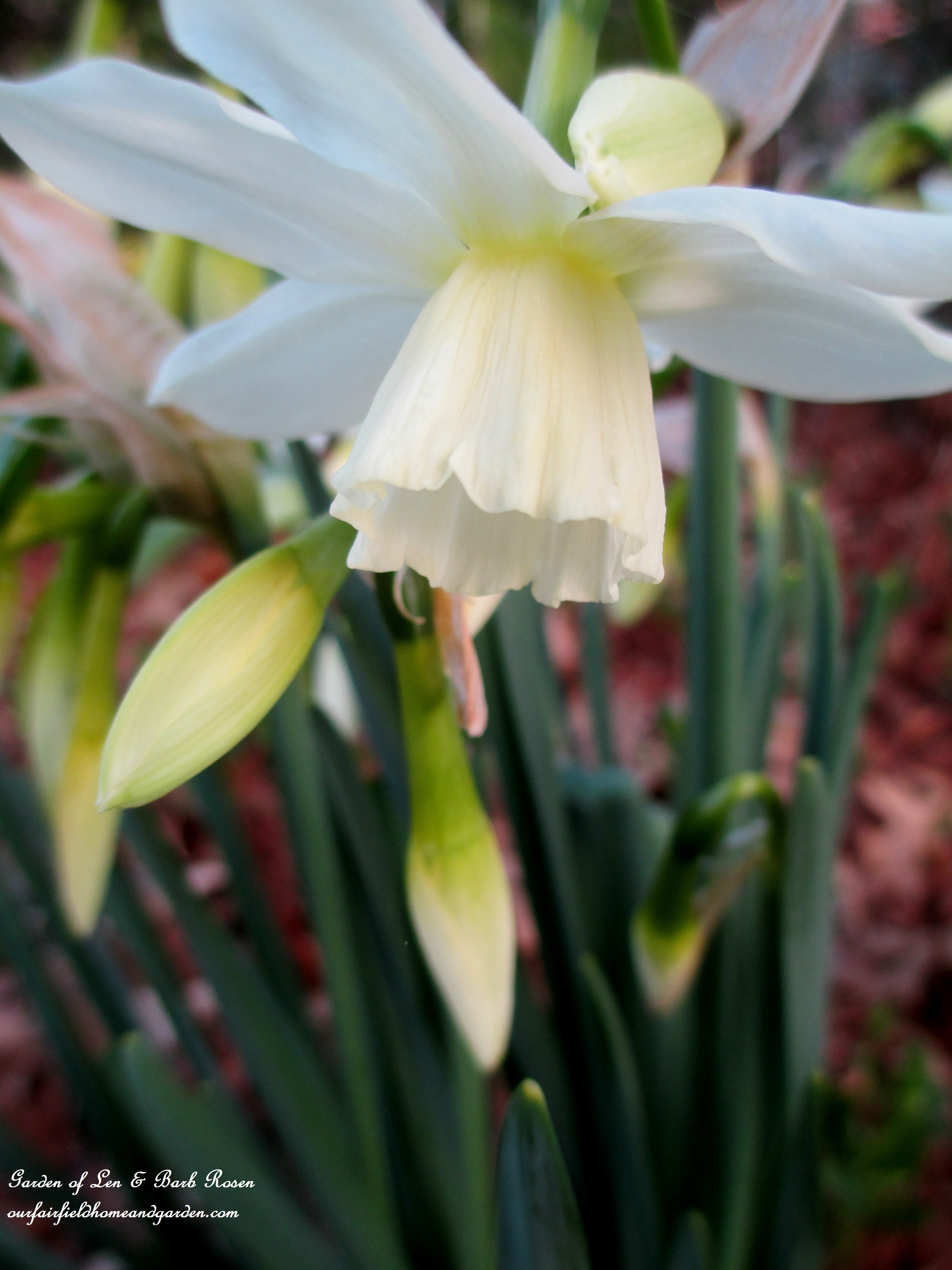 narcissus "Thalia" https://lolajack-global.jp.net/signs-of-spring-at-our-fairfield-home-garden/